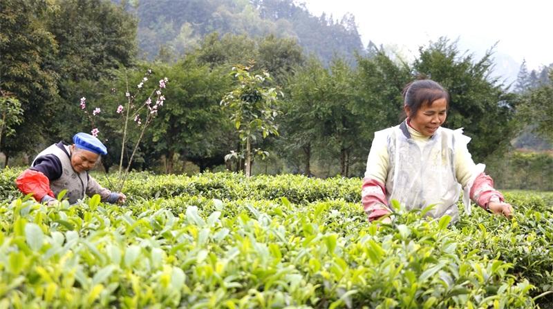 [黔南州] 扶贫队员变茶叶"营销员"(一):茶叶丰收 受疫情影响 价格暂时