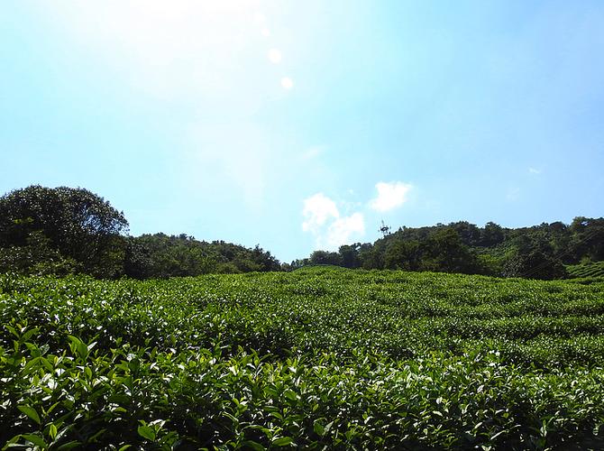 图片22293281茶叶泼墨茶田背景banner207281543种植在山坡上的茶树林